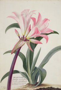 Amaryllis Belladonna, 1761 by Georg Dionysius Ehret